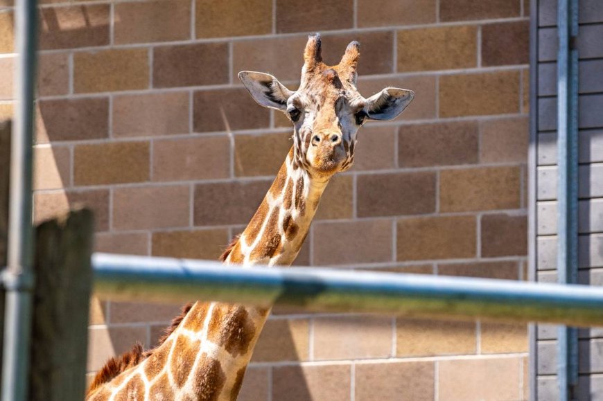 Sacramento Zoo will relocate to Elk Grove, as council votes in favor of move and expansion